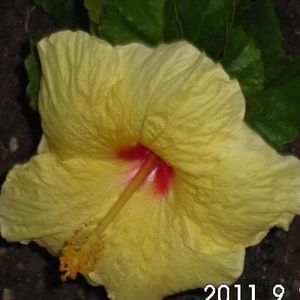 Meet your Posher, Mele